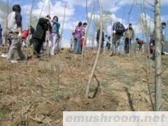 供应植树造林专用保水剂