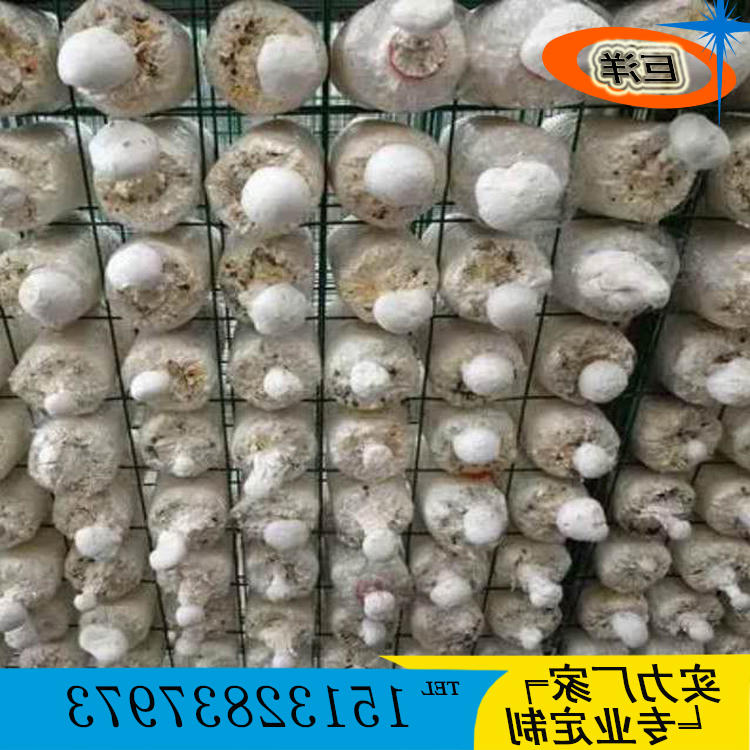 出菇架151w