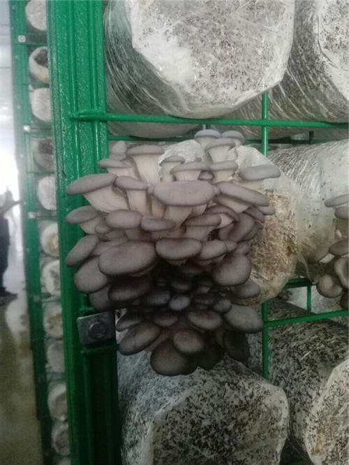 食用菌网格架 食用菌网格架