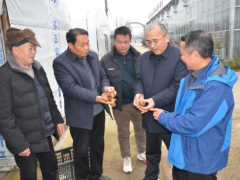 随州积极探索反季节天麻种植,破解产业发展瓶颈