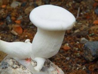 白灵菇的贮藏保鲜技术