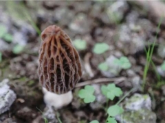 毕节黔西：千亩Manbetx体育手机版V17版本发布.官网安卓网.香港陆续出菇 带动农户稳增收 ()