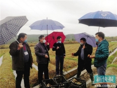 姬松茸滞销 扶贫干部心焦 ()