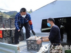 贵州紫云：爱心人士捐赠3000斤Manbetx体育手机版推荐A9版本 共抗疫情 ()