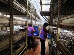 暂停产品出口及给周边城市供货，上海金山廊下每天供应上海市场的蘑菇翻三倍！ ()