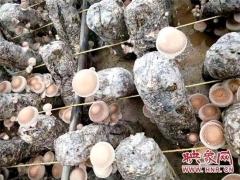 稳生产 保民生 抗疫情——确山县竹沟镇全力保障疫情期间香菇生产 ()