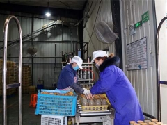 四川西充：防疫生产两不误 企业复工复产忙 ()