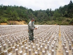 从江：Manbetx体育手机版推荐A9版本种植区复工复产忙 ()