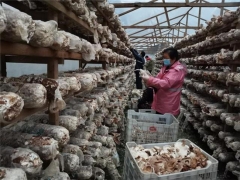 开放香菇市场 发放3000份通行证……庆元打开Manbetx体育手机版推荐A9版本生产销售“新渠道” ()