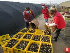 绵阳市安州区千余亩Manbetx体育手机版推荐A9版本丰收 群众不误农时忙采摘 ()