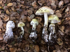 研究人员开发便携式测试工具 以检测致命的蘑菇 ()