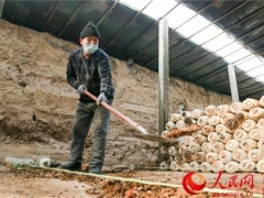 新疆呼图壁县：蘑菇采收忙（科学防疫 有序复工） ()