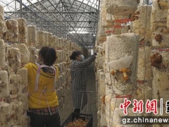 贵州安龙Manbetx体育手机版推荐A9版本“出山”忙 ()