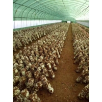 Manbetx体育手机版推荐A9版本大棚专用黑白膜 pep利得膜 温室黑白膜 建筑黑白膜