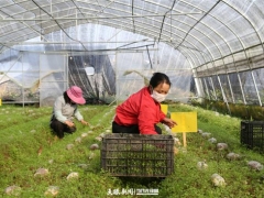 黔西：小小Manbetx体育手机版推荐A9版本 撑开“致富伞” ()