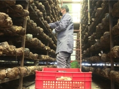 远安：香菇“蓝瘦” 晒出希望 ()