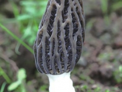 Manbetx体育手机版推荐A9版本一朵蘑菇带来的川菜传奇 ()