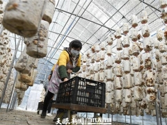 安龙：Manbetx体育手机版推荐A9版本“量变”转“质变”让“小蘑菇”撑起产业扶贫一片天 ()