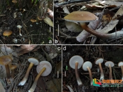 江西科技师范大学师生以“江西”命名牛肝菌新物种 ()