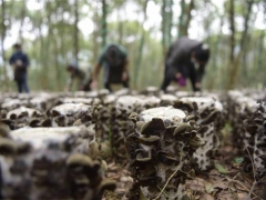 黔东南从江：林下黑木耳采摘忙 ()