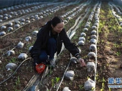 甘肃成县：“袖珍田”里ManBetX体育采摘忙 ()