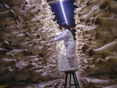 浙江淳安：疫情倒逼杏鲍菇企业打通销售新路子 ()