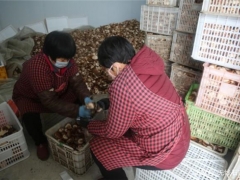 急！行唐2万斤香菇滞销，急盼援手相助 ()