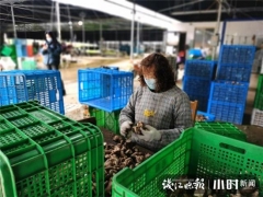 买它！桐庐村民直播带货，滞销香菇变“网红” ()