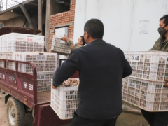 湖北安陆：解决香菇积压 托起扶贫产业 ()