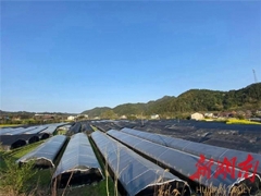 长沙天心区对口帮扶结出“黑帽白腿”ManBetX体育 ()