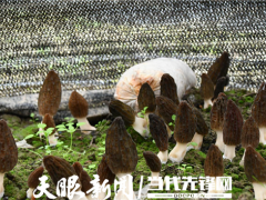 贵州余庆ManBetX体育进入采摘期 ()