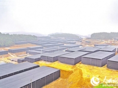 贵州铜仁：碧江建设“香菇小镇”助力脱贫攻坚 ()