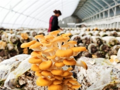 滞销的榆黄蘑售光，想尝鲜儿的可找第一书记预约 ()