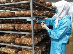 青海门源打造全省最大香菇种植和精深加工基地 ()