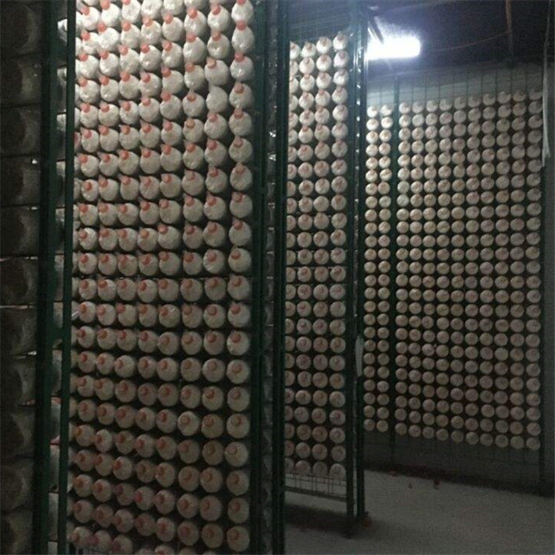 Manbetx体育手机版V17版本发布.官网安卓网.香港出菇架1