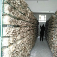 Manbetx体育手机版推荐A9版本出菇架a大连Manbetx体育手机版推荐A9版本出菇架aManbetx体育手机版推荐A9版本出菇架现货厂家