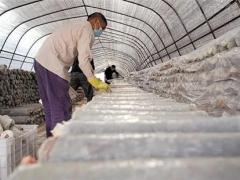 随州：“香菇之乡”抢农时拓市场 ()