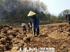 大方：天麻产业正成为群众致富“良方” ()