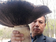 震撼！开伞直径达40公分“巨型”大球盖菇现身河南平顶山 ()
