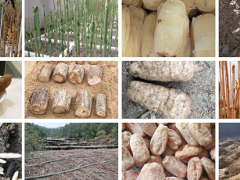 安徽蓝顿生态农业、岳西县昌坳中药材为2020中国天麻产业网络大会提供赞助支持 ()