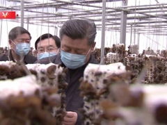 “小木耳，大产业”习总书记为柞水木耳点赞 ()