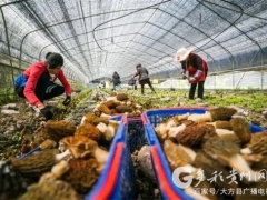 贵州大方：Manbetx体育手机版V17版本发布.官网安卓网.香港产业奏响脱贫成效巩固强音 ()