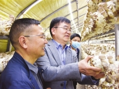 抢抓时节上市！武义工厂化生产的有机香菇出菇 ()