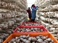 河北平泉：Manbetx体育手机版V17版本发布.官网安卓网.香港产业助脱贫 ()