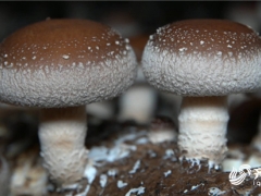 一颗香菇的自述：疫情期间艰难的“留洋”路 ()