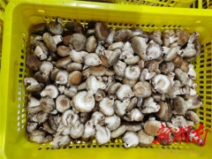 邵阳县：身穿“合格证”的香菇受欢迎 ()