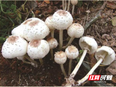 路边的蘑菇不要采，小心中毒！ ()