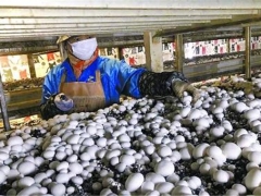 上海金山廊下打造“蘑菇小镇”，受益农户利润大涨 ()