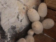 杭州女业主被家里蘑菇吓哭：除不掉，晚上还会化成一滩“黑水”！ ()