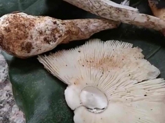 三岁女童吃自采的毒蘑菇 肝、肾、心肌严重损害 ()